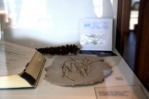 http://www.marionrichomme.com/files/gimgs/th-5_IMG_1327a.jpg